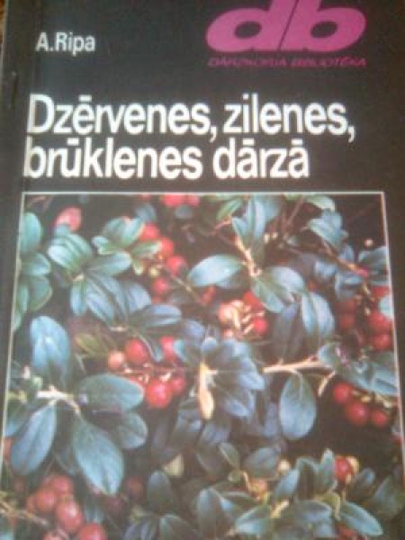Dzērvenes, zilenes, brūklenes dārzā 
