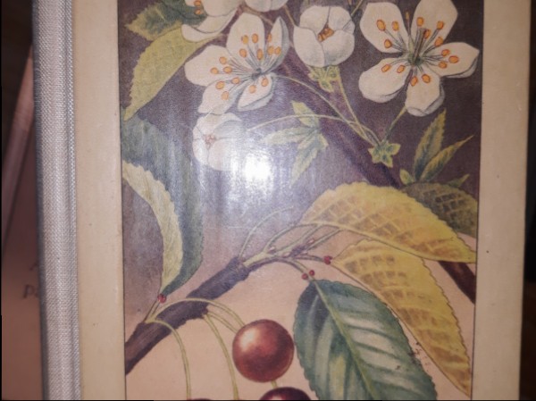 Taschenbuch der Heimischen Bäume und Sträucher