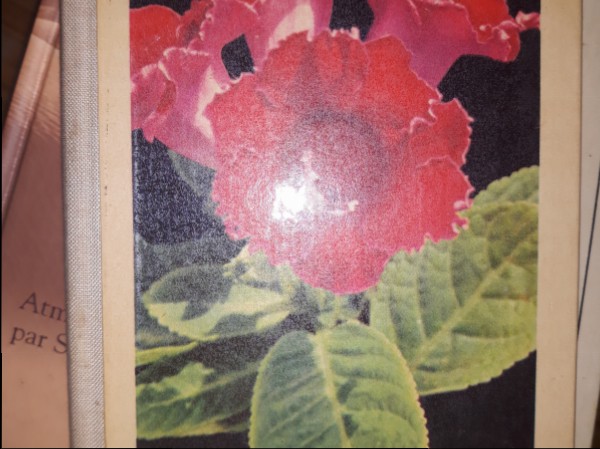 Taschenbuch der Zimmerpflanzen