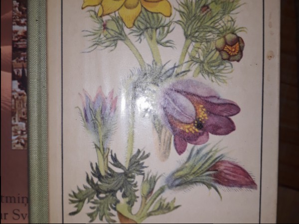 Taschenbuch der Fruhjahrsblumen