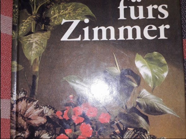 Pflanzen furs Zimmer