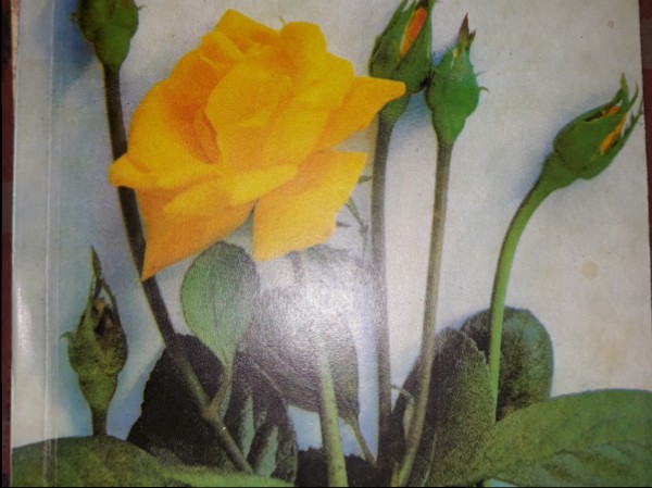 Nevienādās māsas. Tikai tu