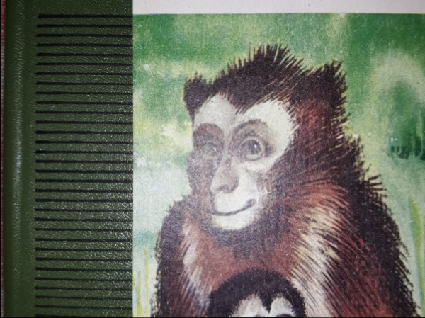 Pērtiķa mīlestība