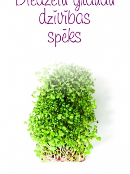 Diedzētu graudu dzīvības spēks