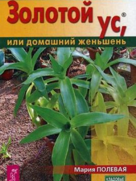 Золотой ус, или домашний женьшень 