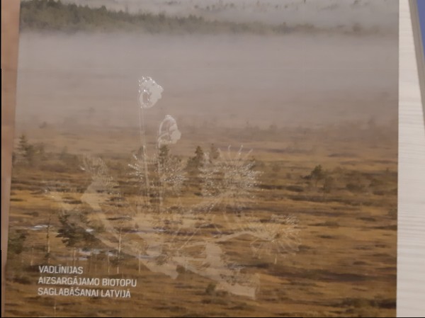 Mazliet modes un svaiga gaisa