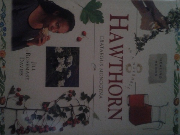 In a Nutshell: Hawthorn (Crataegus Monogyna)