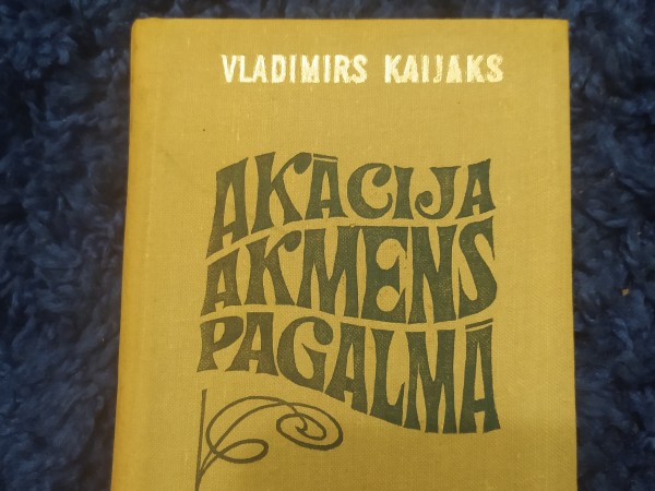 Akācija akmens pagalmā