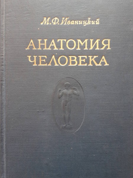 Анатомия человека