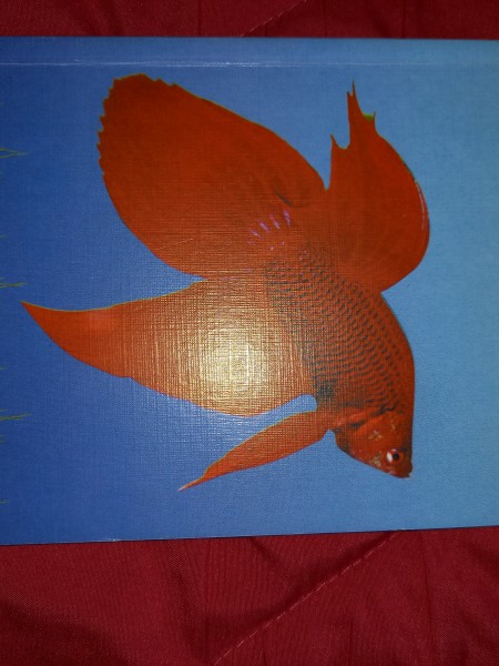 Лабиринтовые рыбки