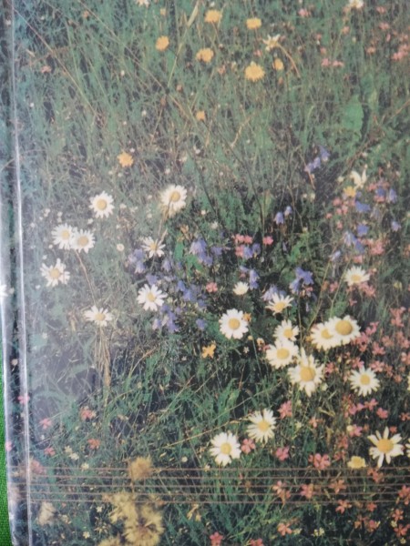 Ziedi, ziedi rudzu vārpa