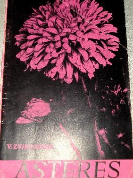 Asteres
