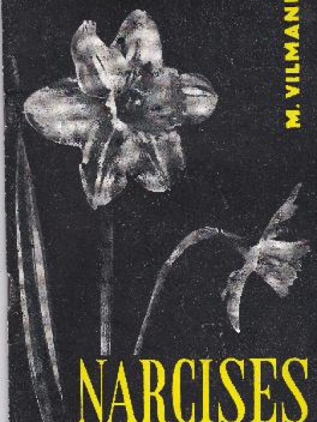 Narcises