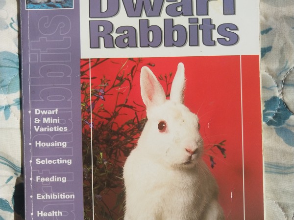 The Guide to Owning Dwarf Rabbits