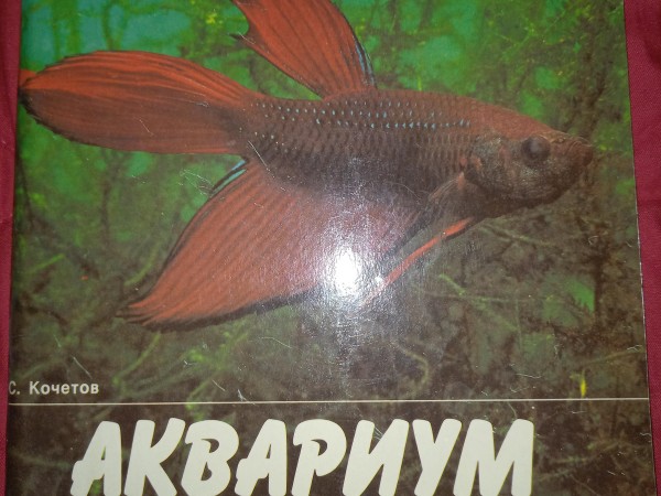 Аквариум дома