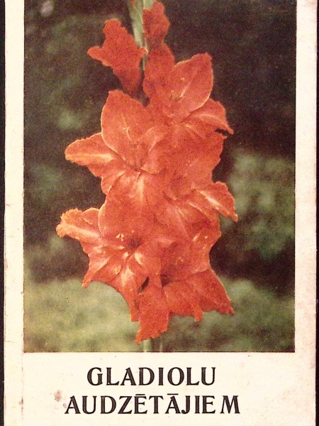 Gladiolu audzētājiem