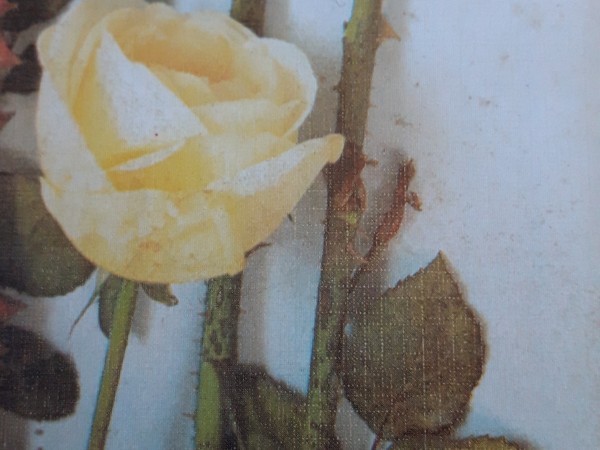 Ravensbergas baltās rozes