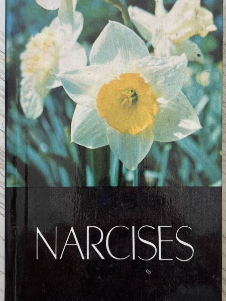 Narcises