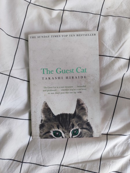The guest cat