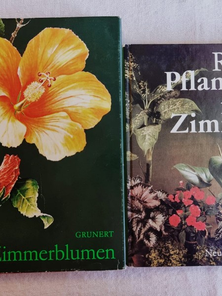 Pflanzen fürs Zimmer