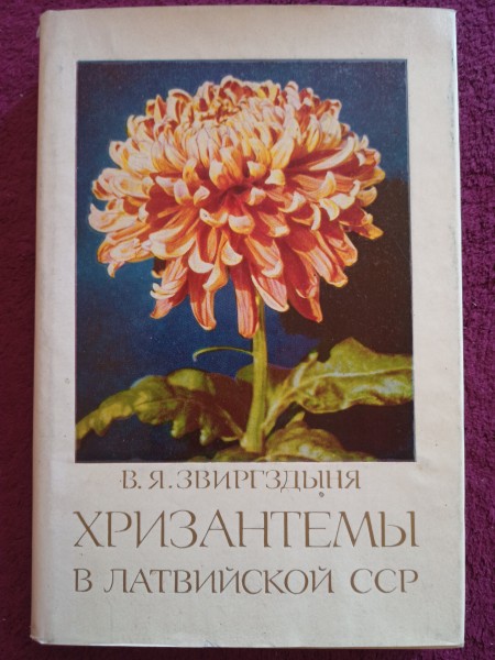 ХРИЗАНТЕМЫ В ЛАТВИЙСКОЙ ССР
