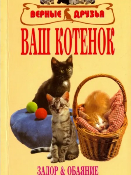 Ваш котенок. Задор и обаяние