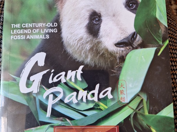 Giant Panda