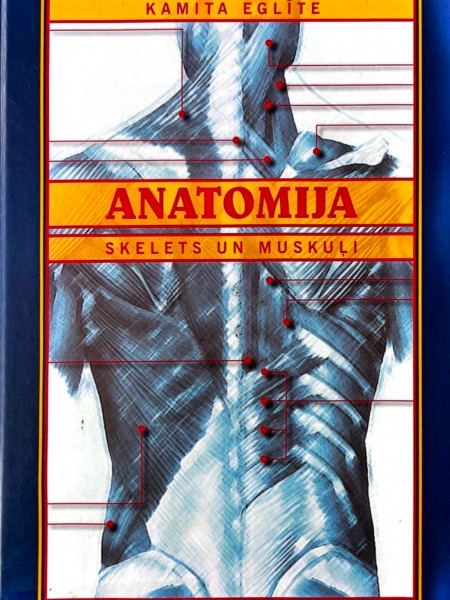 Anatomija Skelets un muskuļi