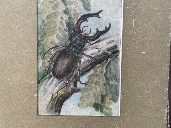 Derīgās un kaitīgās vaboles