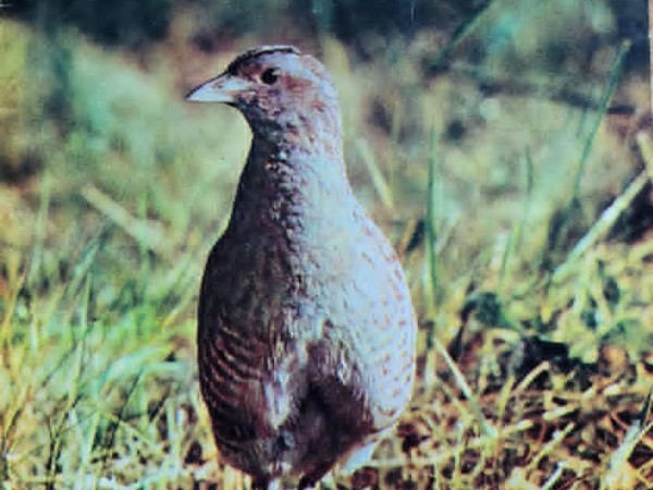 Птицы наших лугов и полей