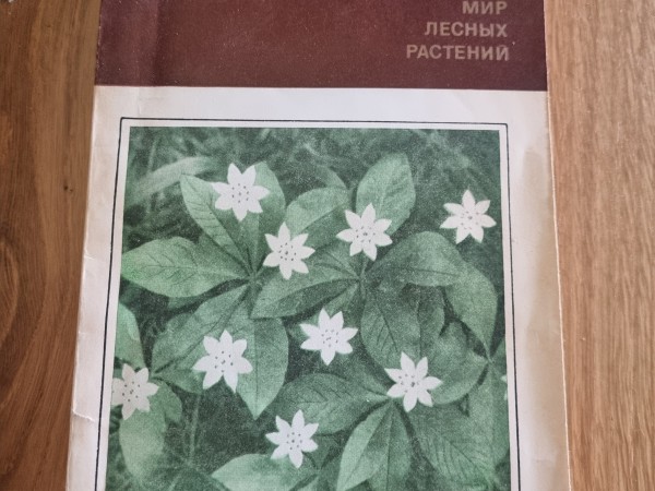 Mир лесных растений